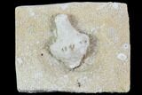 Fossil Crinoid Plate - Missouri #103526-1